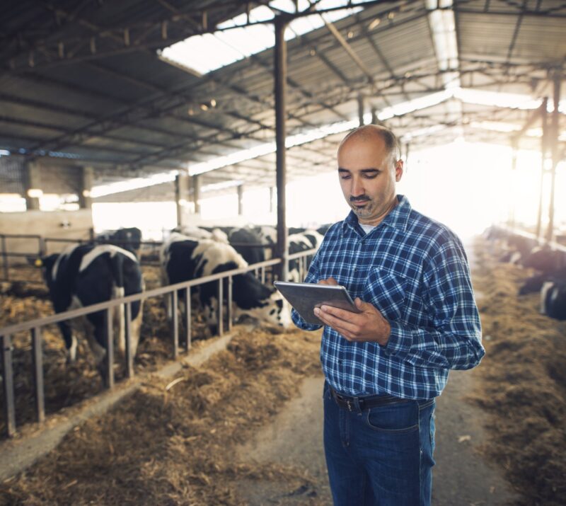 portrait middle aged farmer standing cow farm using tablet