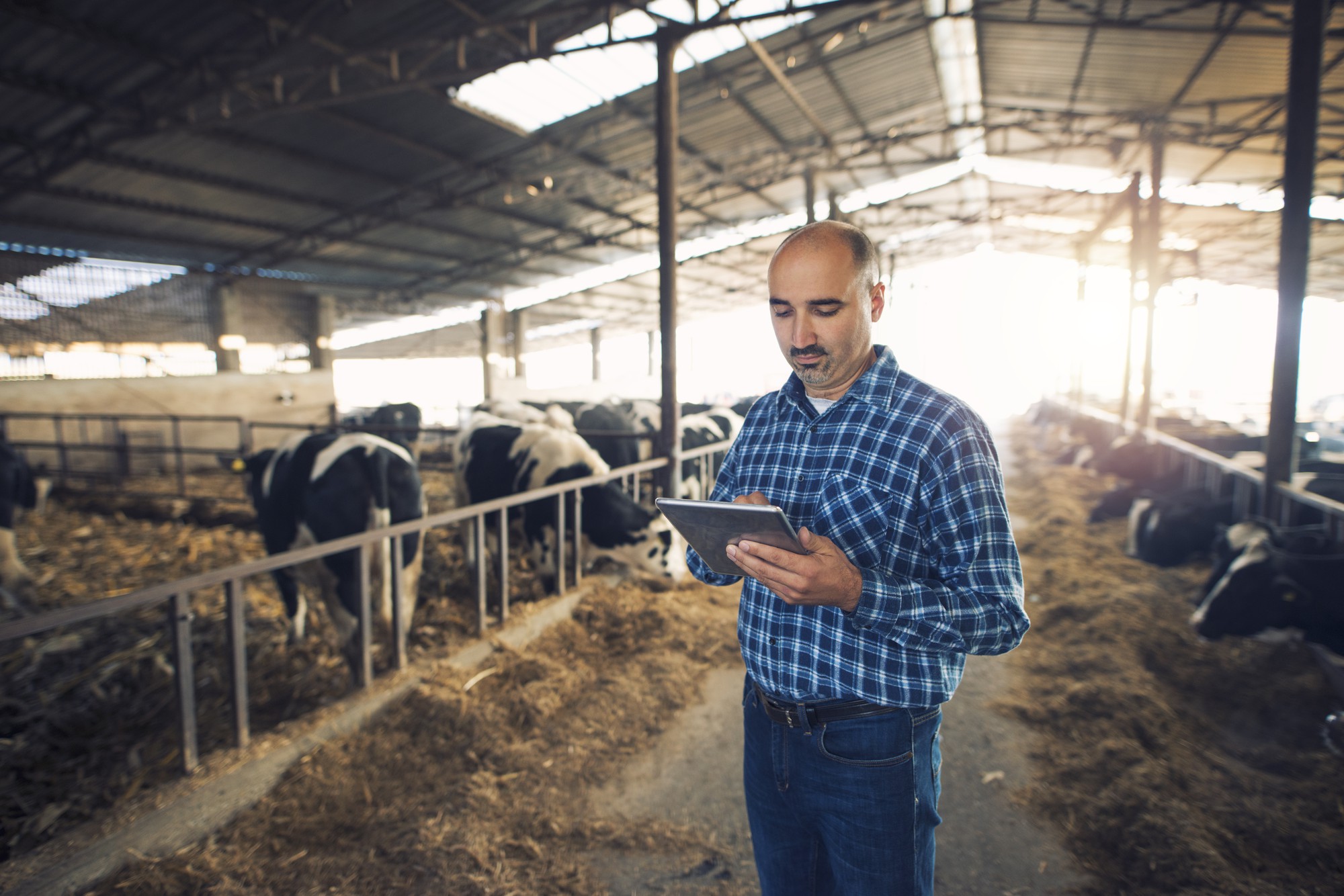 portrait middle aged farmer standing cow farm using tablet