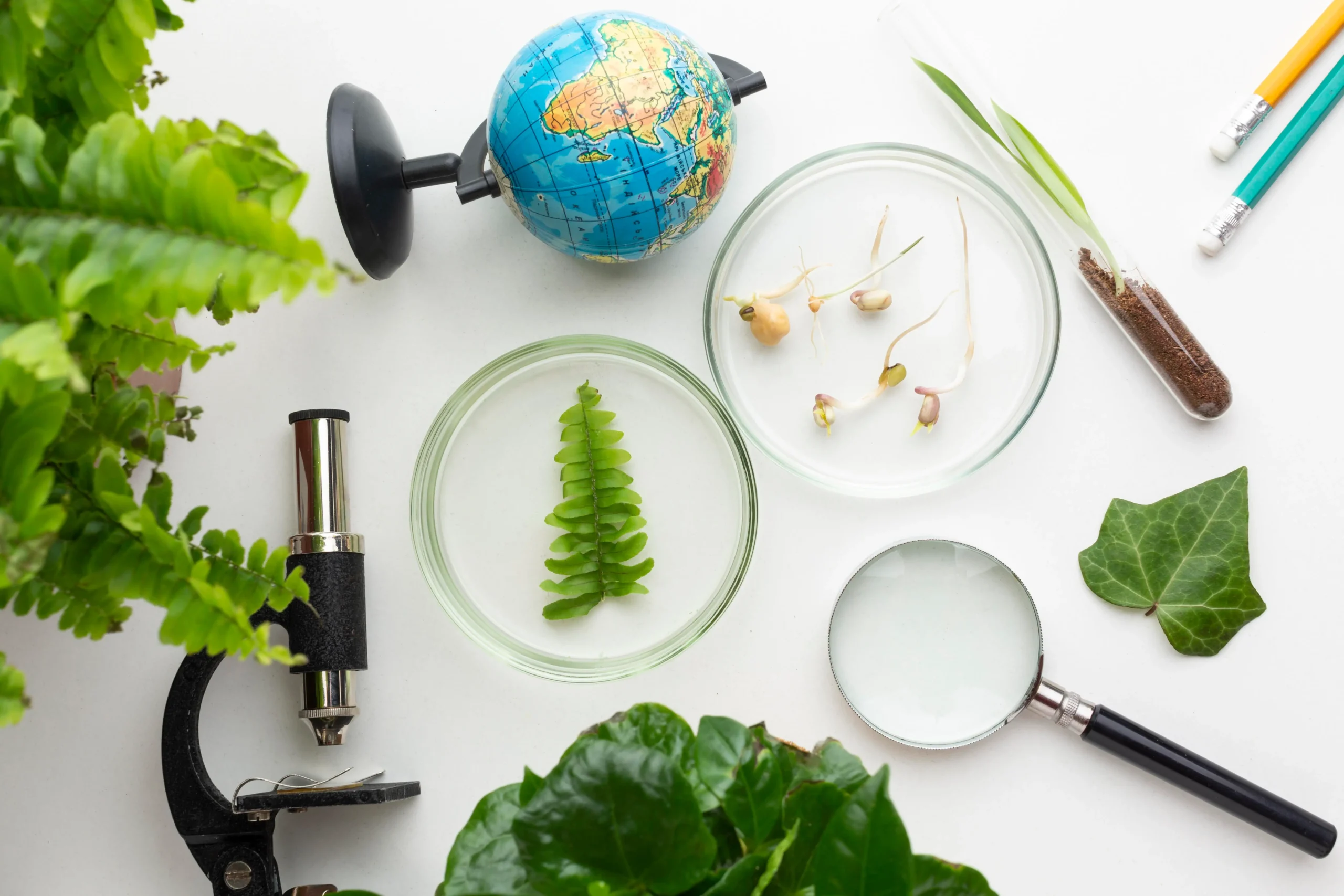 Environmental Impact Assessment